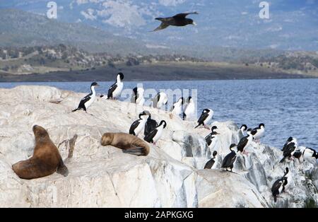 Ushuaia, Argentina. 4th marzo 2019. Leoni marini e cormorani riposano sulle rocce nel canale di Beagle Lunedi 4 marzo 2019. Ushuaia, la città più meridionale del mondo, è il punto di partenza per molte spedizioni ad Antartica. E' delimitata dalla catena montuosa Martial e dal canale di Beagle. Le navi da crociera commerciali, le navi da crociera passeggeri e le navi da escursione giornaliere attraccano nel porto. Credit: Mark Hertzberg/Zuma Wire/Alamy Live News Foto Stock