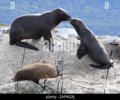 Ushuaia, Argentina. 4th marzo 2019. Leoni marini sono sulle rocce nel canale di Beagle Lunedi 4 marzo 2019. Ushuaia, la città più meridionale del mondo, è il punto di partenza per molte spedizioni ad Antartica. E' delimitata dalla catena montuosa Martial e dal canale di Beagle. Le navi da crociera commerciali, le navi da crociera passeggeri e le navi da escursione giornaliere attraccano nel porto. Credit: Mark Hertzberg/Zuma Wire/Alamy Live News Foto Stock