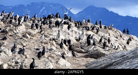 Ushuaia, Argentina. 4th marzo 2019. I cormorani poggiano sulle rocce nel canale di Beagle lunedì 4 marzo 2019. Ushuaia, la città più meridionale del mondo, è il punto di partenza per molte spedizioni ad Antartica. E' delimitata dalla catena montuosa Martial e dal canale di Beagle. Le navi da crociera commerciali, le navi da crociera passeggeri e le navi da escursione giornaliere attraccano nel porto. Credit: Mark Hertzberg/Zuma Wire/Alamy Live News Foto Stock