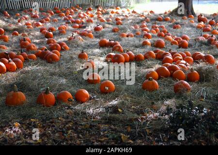 Un campo di zucche arancioni durante la caduta a New York City Foto Stock