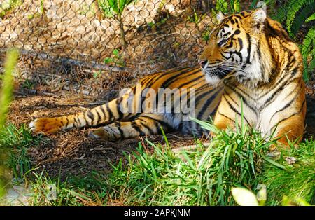 San DIEGO, CA -4 JAN 2020 - Vista di una tigre Sumatran (panthera tigris sumatrae) in cattività al San Diego Zoo Safari Park. Foto Stock