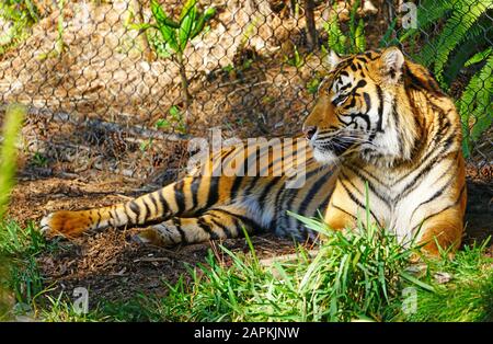 San DIEGO, CA -4 JAN 2020 - Vista di una tigre Sumatran (panthera tigris sumatrae) in cattività al San Diego Zoo Safari Park. Foto Stock