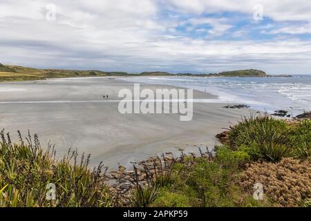 Nuova Zelanda, Isola del Sud, Costa Occidentale, Capo Foulwind, colonia di foche sulla Baia di Tauranga Foto Stock