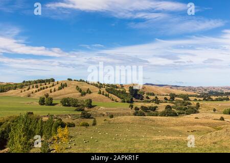 Nuova Zelanda, gregge di pecore che pascolano su verde collina erbosa Foto Stock