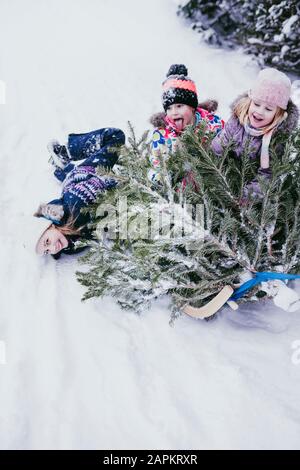 Tre bambini che si divertono con abete su slitta, Jochberg, Austria Foto Stock