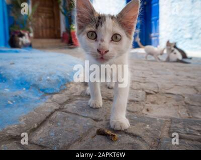 Carino gatto vagato a piedi per le strade di Rabat, Marocco Foto Stock