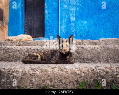 Marrone gatto randagio con un'espressione facciale arrabbiata seduta sopra scale di cemento Foto Stock