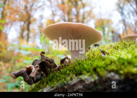 Germania, Baviera, Oyster Mushroom su deadwood a Gramschatzer Wald in autunno Foto Stock