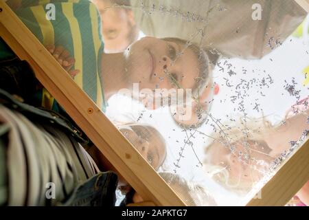 Bambini della scuola che studiano le erbe su un sifter Foto Stock