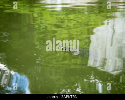 Tartaruga acquatica che nuota in un lago sporco in un parco durante il giorno Foto Stock