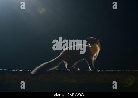 Regno Unito, Scozia, martora europea di pino (Martes Martes) in piedi sul ramo di albero di notte e guardando la luce sopra Foto Stock