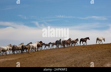 Spagna, Jerez de la Frontera, mandria di cavalli andalusi (pura Raza Espanola) in campo Foto Stock