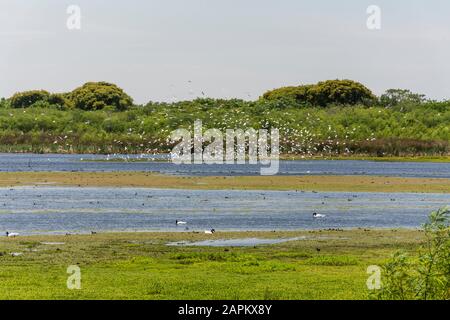 Vista verde della laguna sulla riserva ecologica di Puerto Madero, Buenos Aires, Argentina Foto Stock