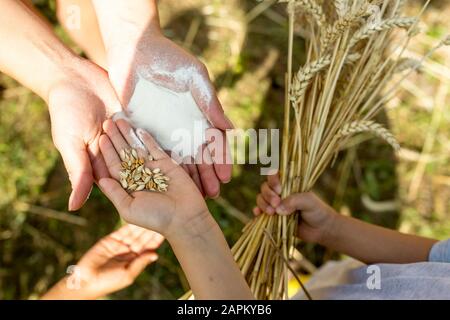 Le mani dei bambini che trattengono i grani di grano Foto Stock