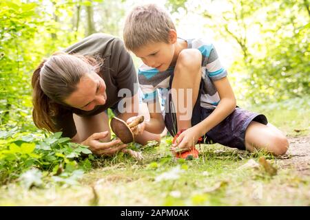 Ragazzo e tcher esaminando il fungo in natura Foto Stock