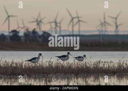 Avoceti americani (Recurvirostra americana) vade attraverso laghetti vernali con un parco eolico e turbine eoliche multiple visibili dietro di loro in lontananza. Foto Stock