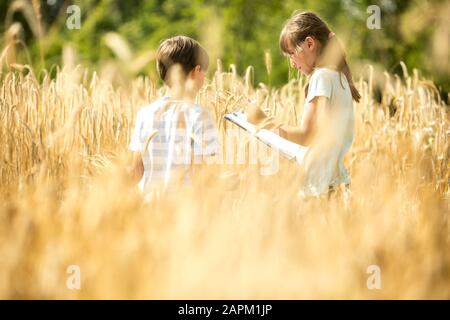 Bambini che esaminano il grano nel campo Foto Stock