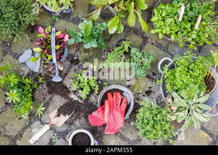 Piantare di varie erbe culinarie verdi Foto Stock