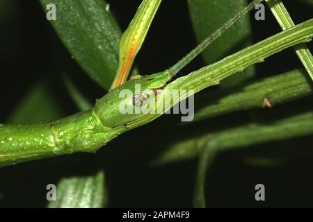 Insetti di bastone verde e marrone Foto Stock