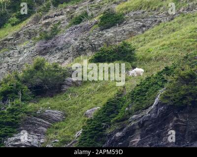 una capra di montagna che pascolano sopra una scogliera vicino al ghiacciaio grinnell nel parco nazionale del ghiacciaio in montana, stati uniti Foto Stock