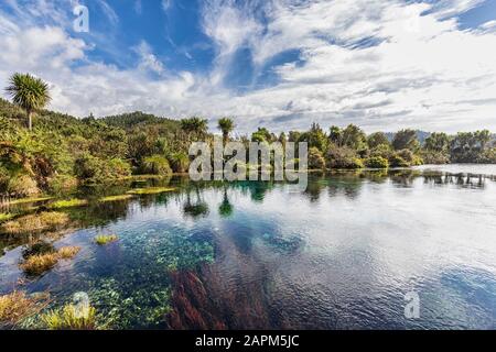 Nuova Zelanda, Tasman Region, Takaka, vista panoramica delle sorgenti di te Waikoropupu Springs Foto Stock