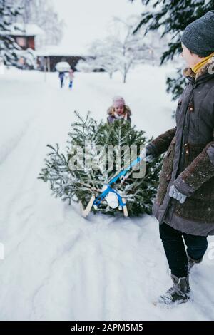 Donna che trasporta l'abete sulla slitta al composto dopo Natale, Jochberg, Austria Foto Stock