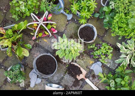 Piantare di varie erbe culinarie verdi Foto Stock