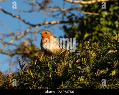 Rapina europea, Erithacus rubecula, su un ramo di un albero di tasso con uno sfondo blu cielo Foto Stock