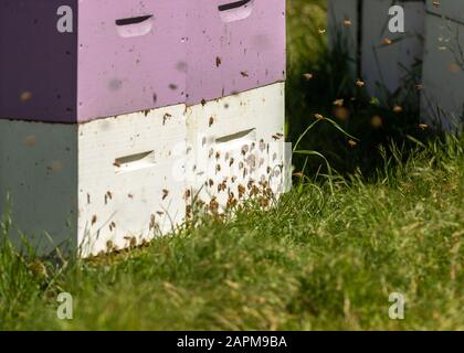 Api che entrano loro alveari di ape Foto Stock