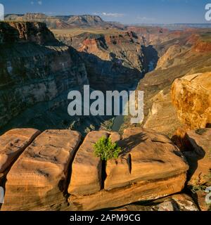 Juniper In Rock, Toroweap, Colorado River, Grand Canyon National Park, Arizona Foto Stock