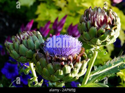 Pianta del cardoon, anche conosciuta come il tistle del carciofo o il carciofo del globo Foto Stock