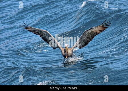 California Brown Pelican (Pelecanus occidentalis californicus) nuoto in Ensenada Messico Foto Stock