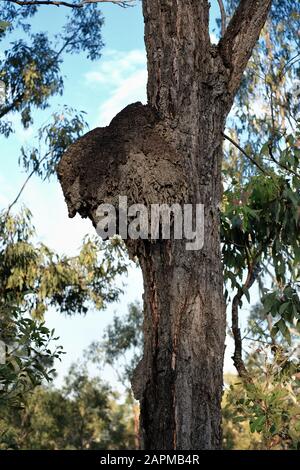 Un nido arboreo termite fatto di fango alto nei rami di un albero nella Riserva di sette colline, Brisbane, Queensland, Australia Foto Stock