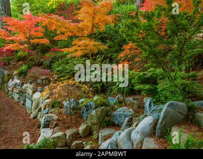 Acero giapponese giardino, Fern Canyon giardino, Mill Valley, California Foto Stock