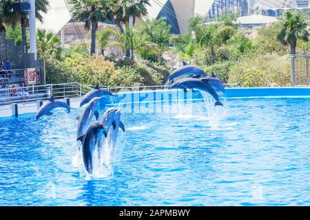 I delfini mostrano eseguita presso l'Oceanografia, Città delle Arti e delle Scienze di Valencia, Comunidad Autonoma de Valencia, Spagna Foto Stock