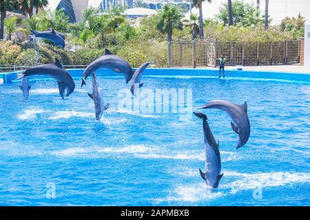 I delfini mostrano eseguita presso l'Oceanografia, Città delle Arti e delle Scienze di Valencia, Comunidad Autonoma de Valencia, Spagna Foto Stock