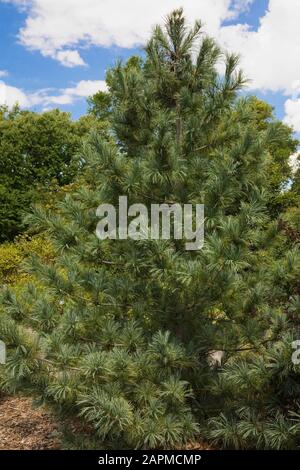 Pinus koraiensis - Pino coreano in estate Foto Stock