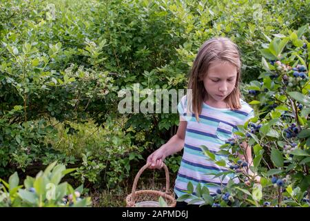 La ragazza sceglie mirtilli succosi in questa fattoria rurale Michigan mirtillo, prendendo tempo per trovare il più grande e dolce per riempire il suo cesto Foto Stock