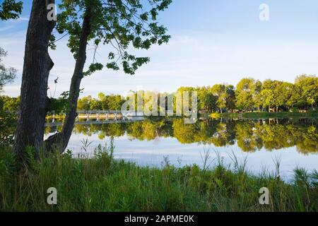 Singolo profilo e fila di Acer - acero in lontananza riflessi sul fiume Mille-Iles all'alba in tarda estate, Ile des Moulins, Terrebonne Vecchia Foto Stock