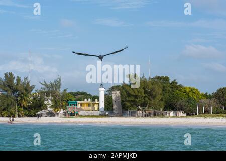 Pelican volare sopra la piccola città di Celestun, Yucatan Foto Stock