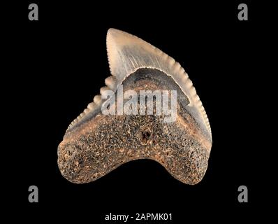 Dente di squalo tigre fossile, Galeocerdo mayumbensis. Si tratta di una specie estinta dell'epoca del Miocene, che si estendeva da 5 a 23 milioni di anni fa Foto Stock