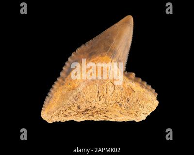 Dente di squalo tigre fossile, specie Galeocerdo. Gli squali tigre si sono evoluti nell'epoca del Miocene, che si è estesa da 5 a 23 milioni di anni fa Foto Stock