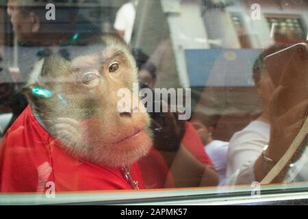 Kuala Lumpur, Malesia. 24 Gennaio 2020. Una scimmia Street performance che guarda triste peering attraverso una finestra auto a Kuala Lumpur Malesia. Credit: Amer ghazzal/Alamy Live News Foto Stock