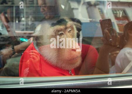 Kuala Lumpur, Malesia. 24 Gennaio 2020. Una scimmia Street performance che guarda triste peering attraverso una finestra auto a Kuala Lumpur Malesia. Credit: Amer ghazzal/Alamy Live News Foto Stock