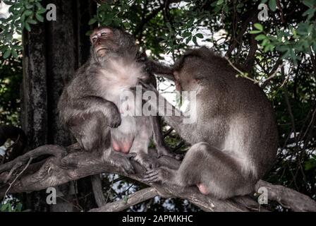 Macaque (Macaque A Coda Lunga) Che Mangia Granchio Pulendo Un'Altra Scimmia Macaque A Bangkok, Thailandia, Fuoco Selettivo. Foto Stock