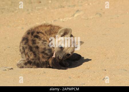 Giovane hyena nel Parco Nazionale kruger Foto Stock