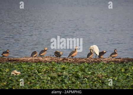 Howrah, India. 24th Gen 2020. Un gran numero di uccelli migratori sono visti al Santragachi Jheel (lago) in questo inverno. L'anatra meno Fischiante è la specie più dominante qui visibile con altre varietà. (Foto Di Biswarup Ganguly/Pacific Press) Credito: Pacific Press Agency/Alamy Live News Foto Stock