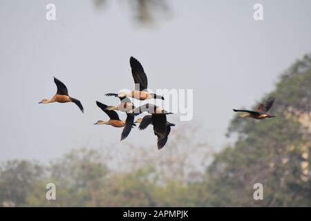 Howrah, India. 24th Gen 2020. Un gran numero di uccelli migratori sono visti al Santragachi Jheel (lago) in questo inverno. L'anatra meno Fischiante è la specie più dominante qui visibile con altre varietà. (Foto Di Biswarup Ganguly/Pacific Press) Credito: Pacific Press Agency/Alamy Live News Foto Stock