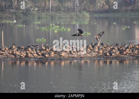 Howrah, India. 24th Gen 2020. Un gran numero di uccelli migratori sono visti al Santragachi Jheel (lago) in questo inverno. L'anatra meno Fischiante è la specie più dominante qui visibile con altre varietà. (Foto Di Biswarup Ganguly/Pacific Press) Credito: Pacific Press Agency/Alamy Live News Foto Stock