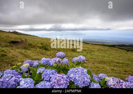 Fiori di hydrangea con l'isola di Faial in lontananza sull'isola di Pico nelle Azzorre, Portogallo. Foto Stock